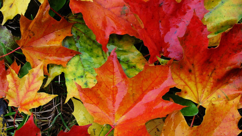 Center for Biologically Inspired Design