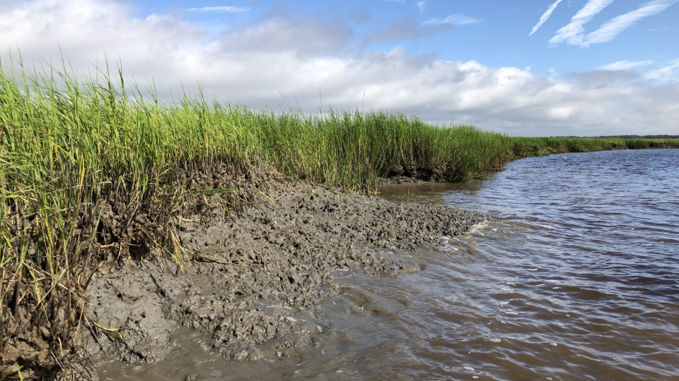 Degraded marsh on Cumberland Island, Georgia.